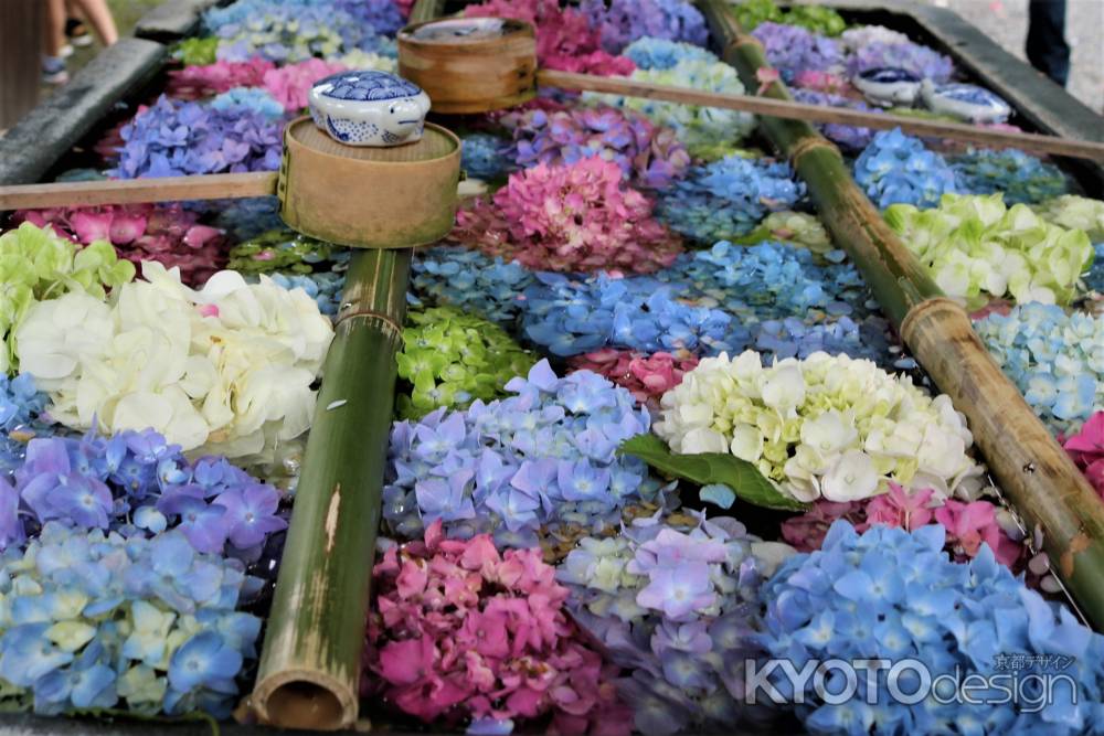 柳谷観音楊谷寺　あじさい3