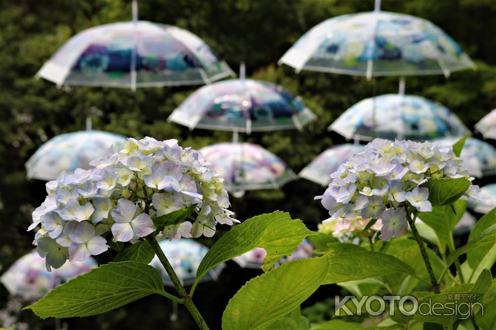 柳谷観音楊谷寺　あじさい7