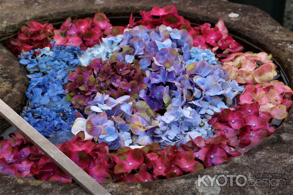 柳谷観音楊谷寺　あじさい8