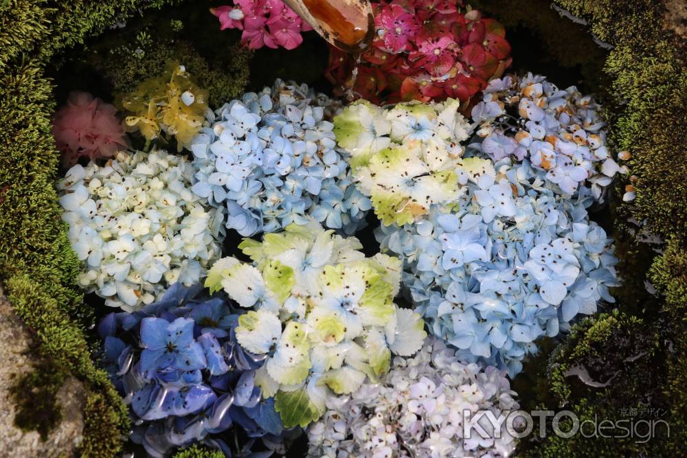 柳谷観音楊谷寺　あじさい1