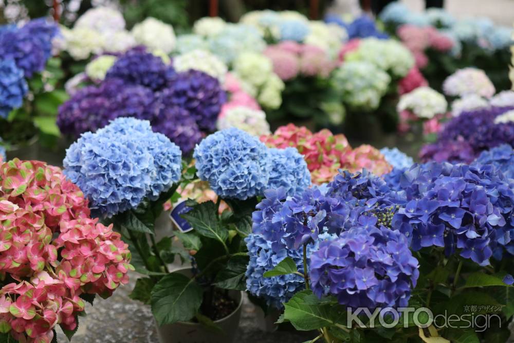 柳谷観音楊谷寺　あじさい2