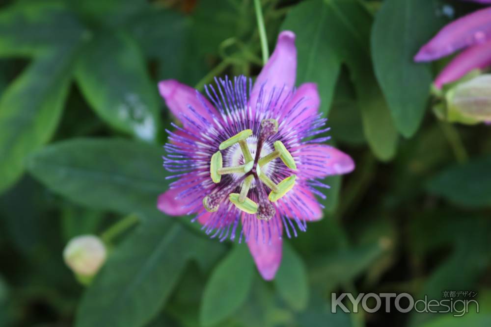 京都府立植物園　トケイソウ