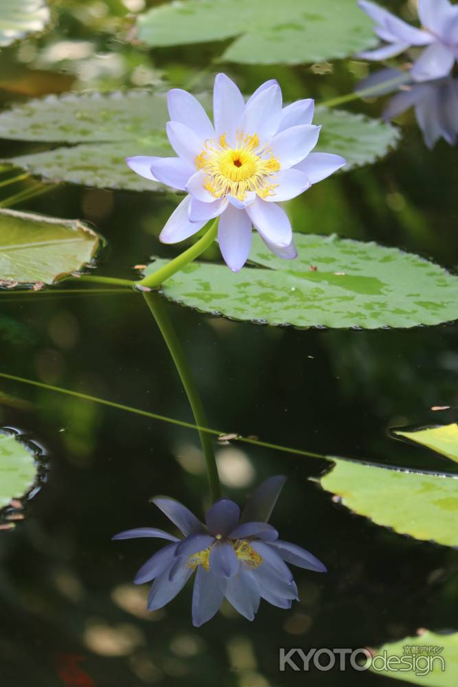 京都府立植物園　睡蓮