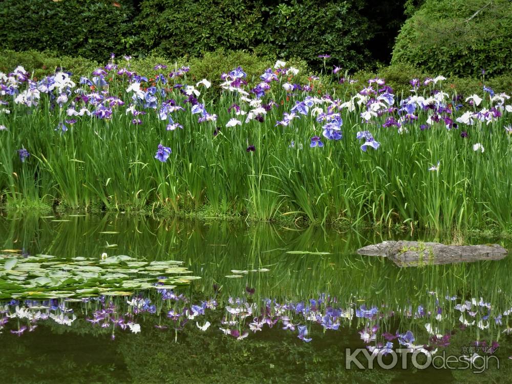 平安神宮　神苑の花菖蒲