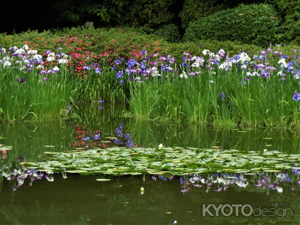 平安神宮　神苑の花菖蒲
