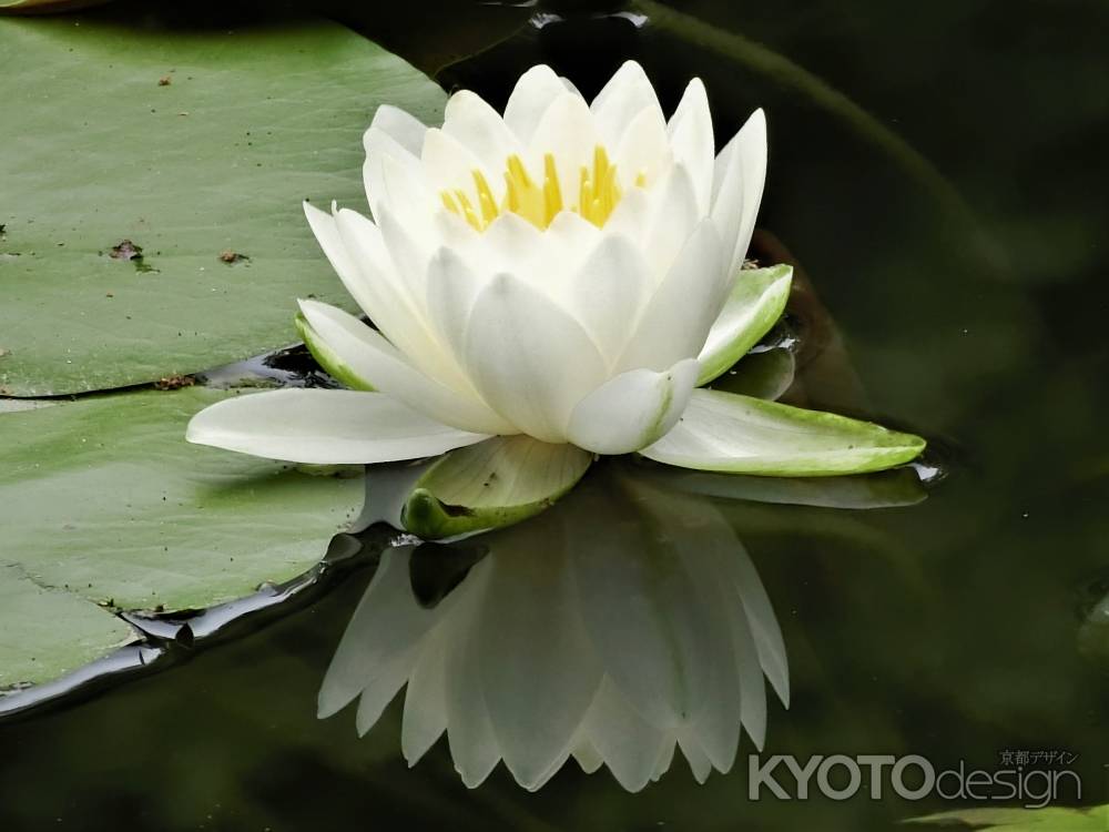 平安神宮　神苑の睡蓮