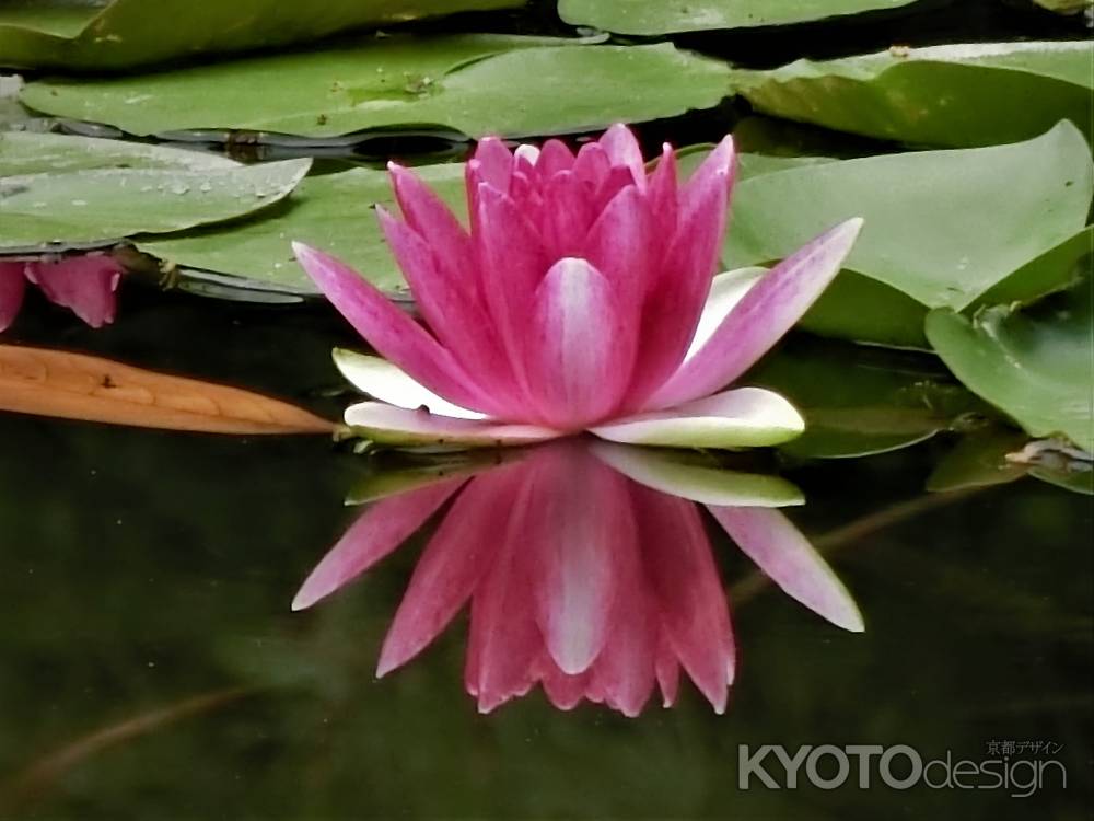 平安神宮　神苑の睡蓮