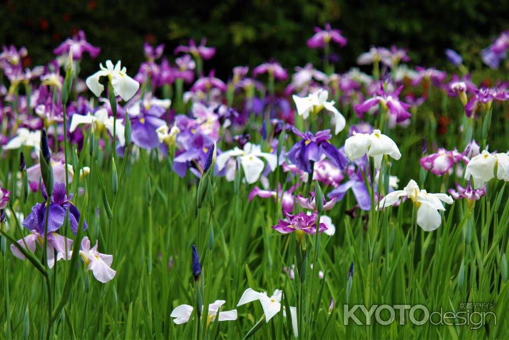 平安神宮　神苑　花菖蒲