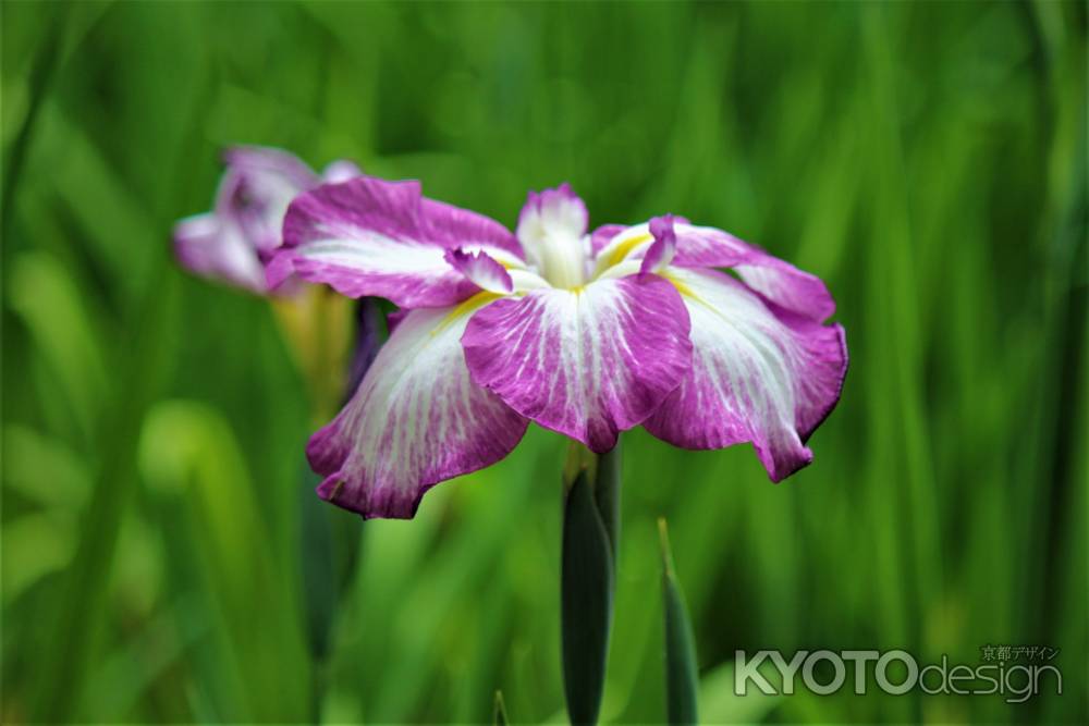 平安神宮　神苑　花菖蒲