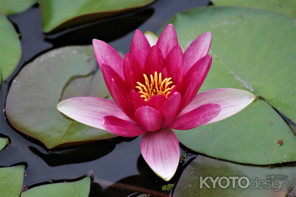 平安神宮　神苑の睡蓮