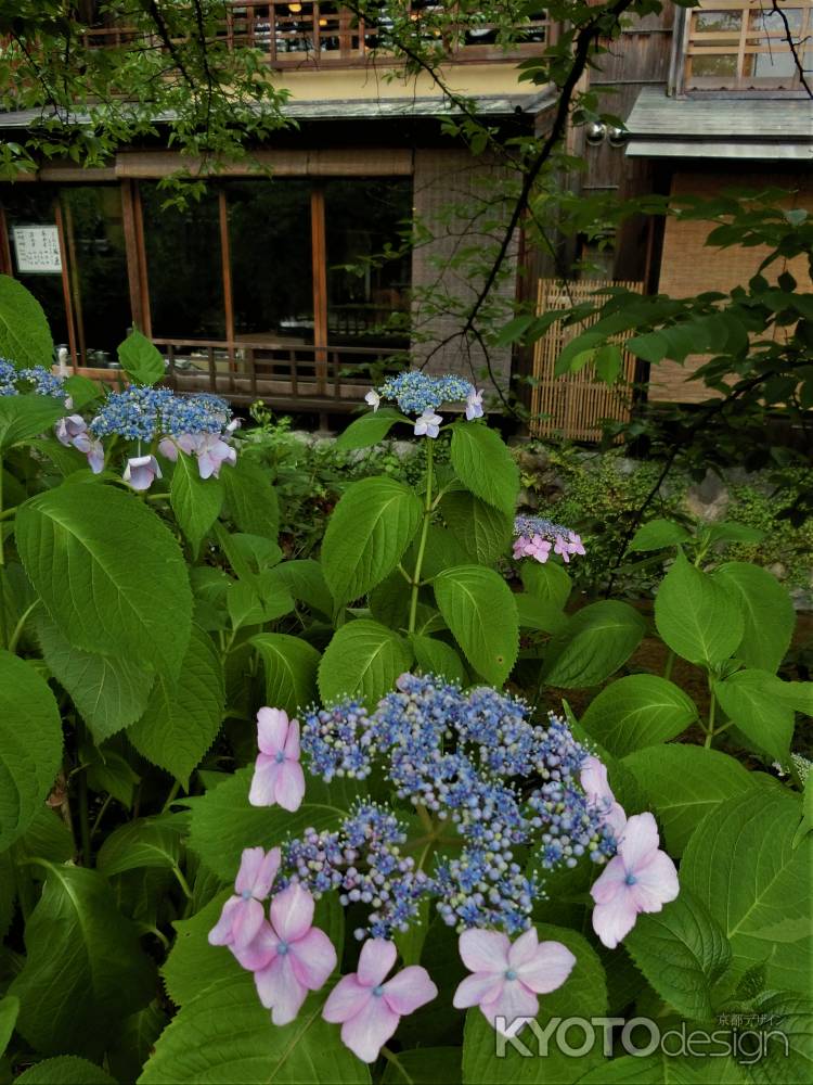 祇園　白川のあじさい