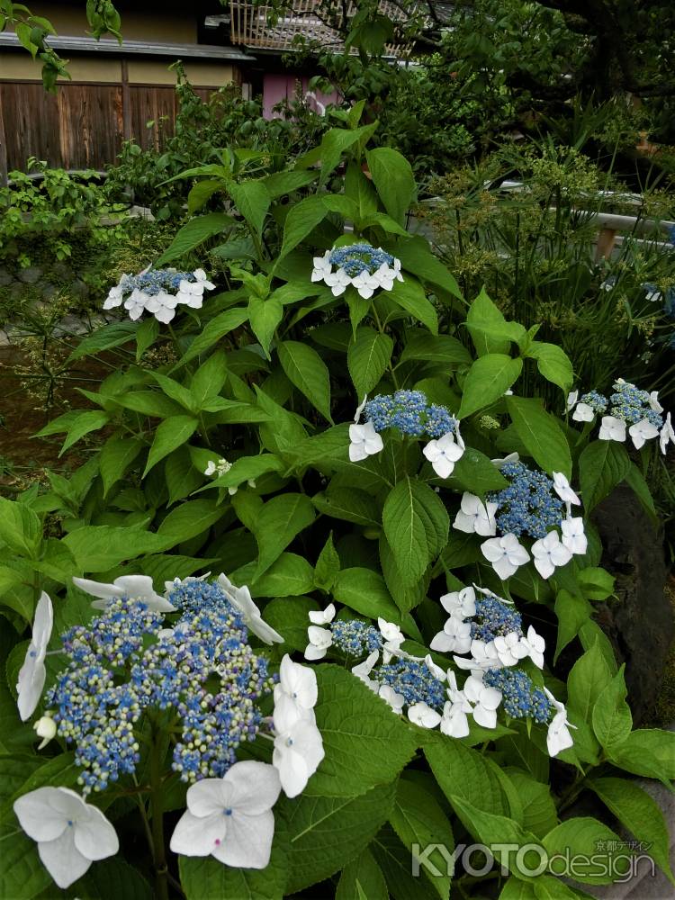 祇園　白川のあじさい