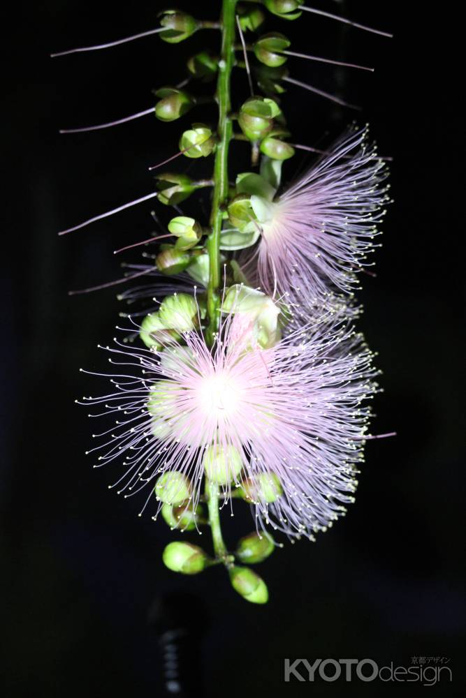 京都府立植物園　夜花サガリバナ