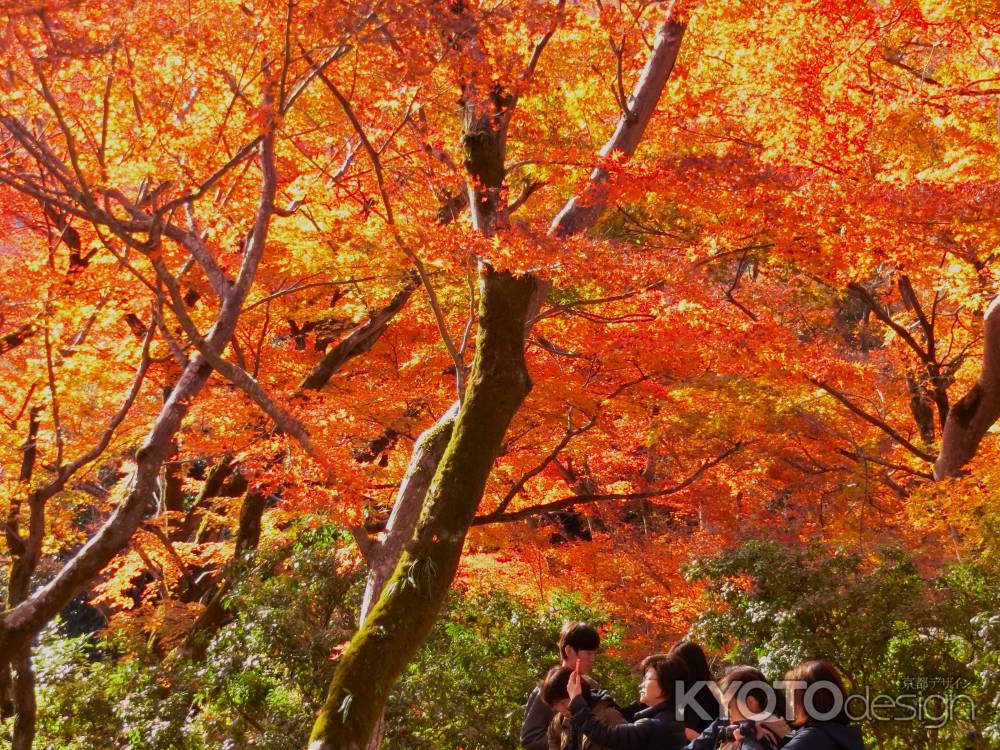 宝厳院の紅葉