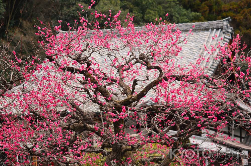 虚空蔵法輪寺の梅