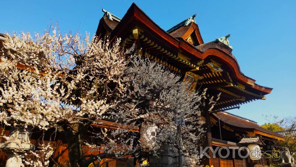 北野天満宮と白梅