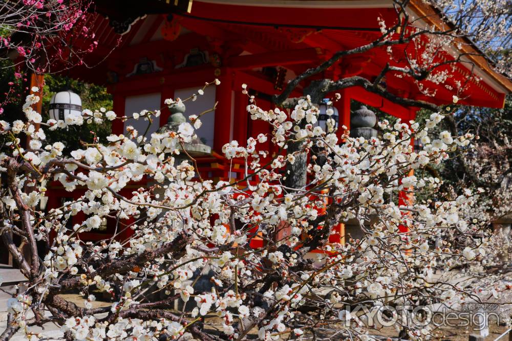 北野天満宮の梅