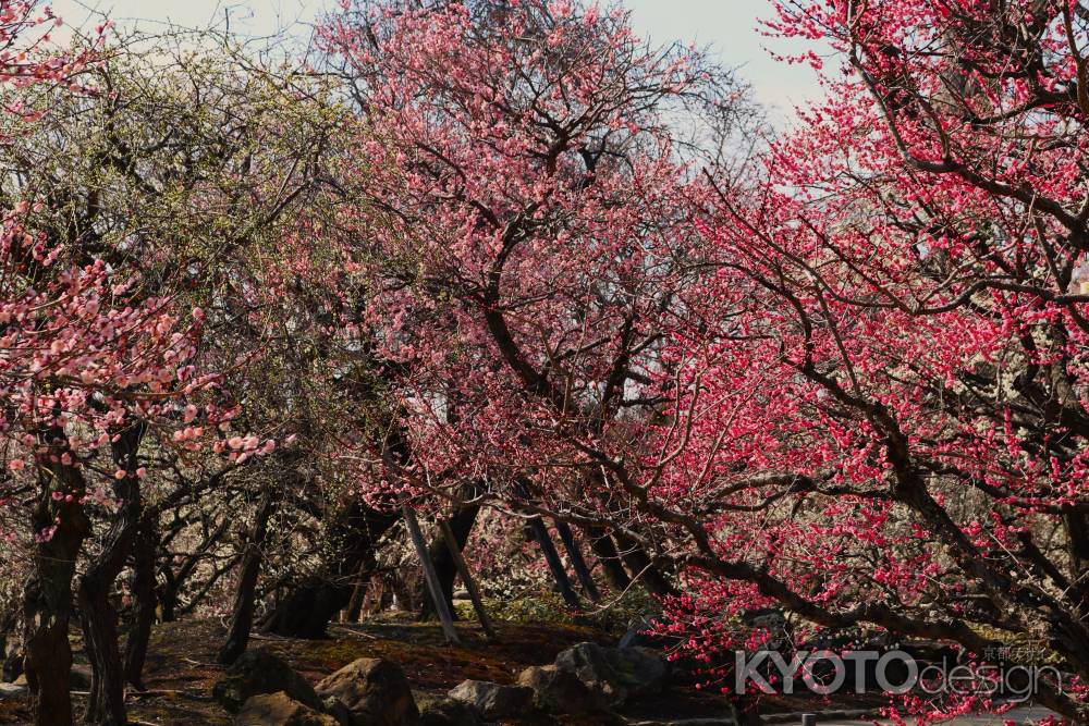 北野天満宮　梅林