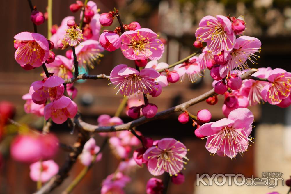 北野天満宮の梅4