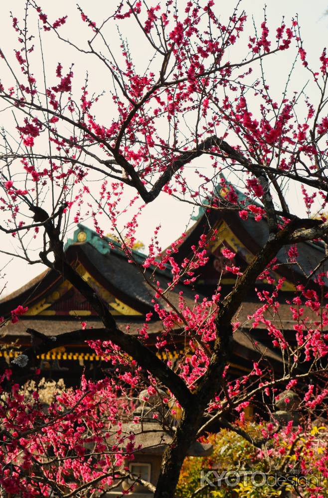 北野天満宮の梅6