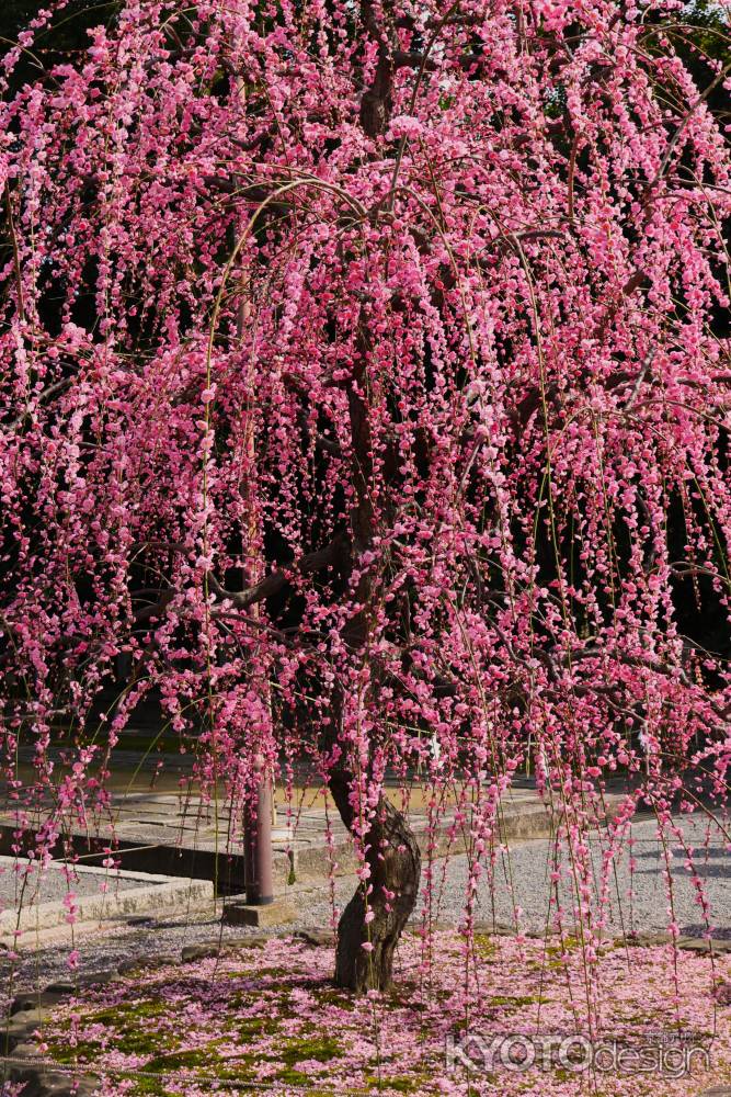 城南宮　枝垂れ梅7