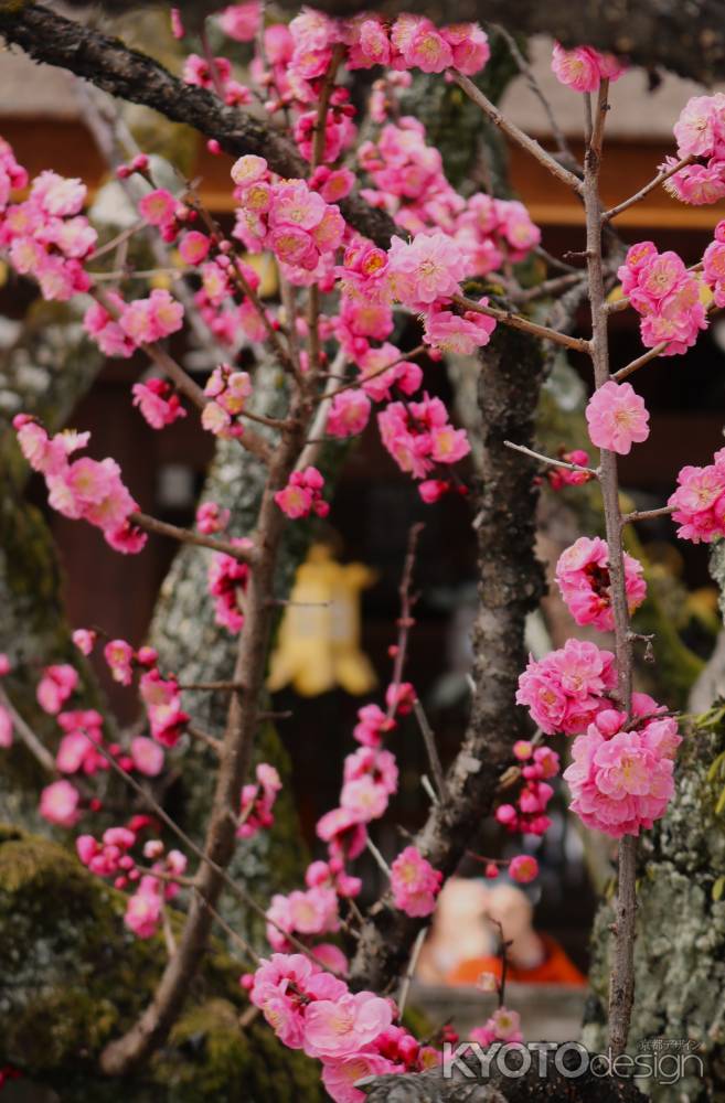 北野天満宮　飛梅3