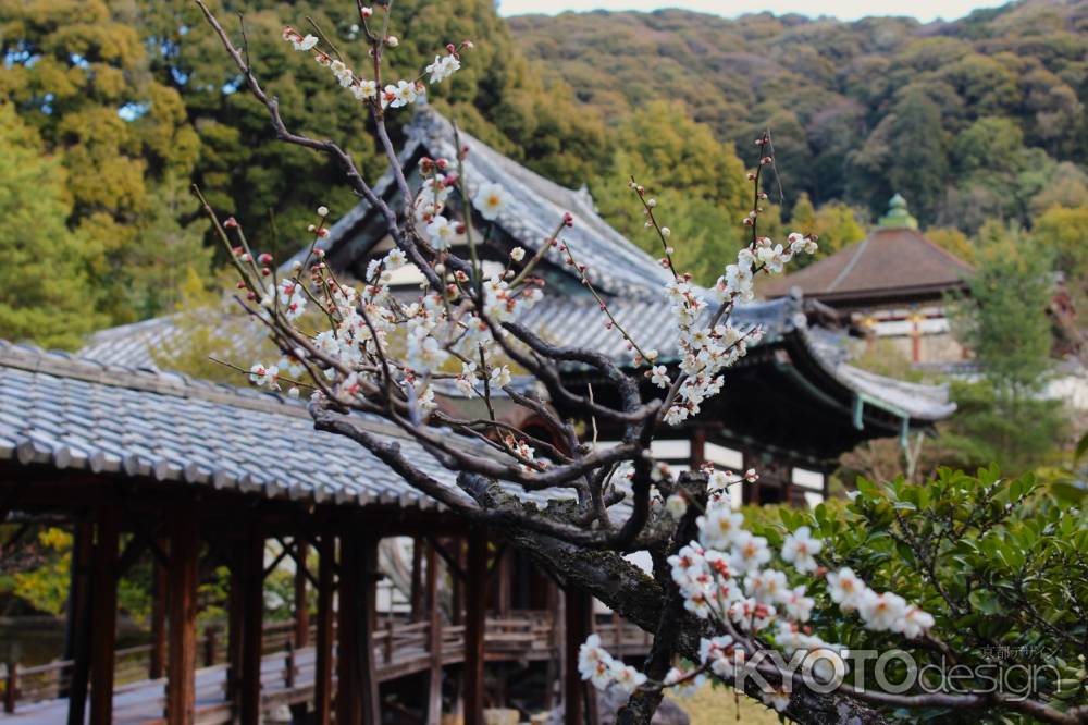 高台寺の梅