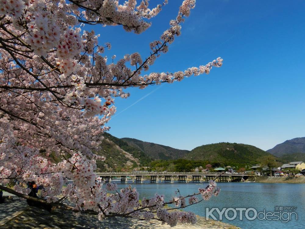 嵐山公園の桜3
