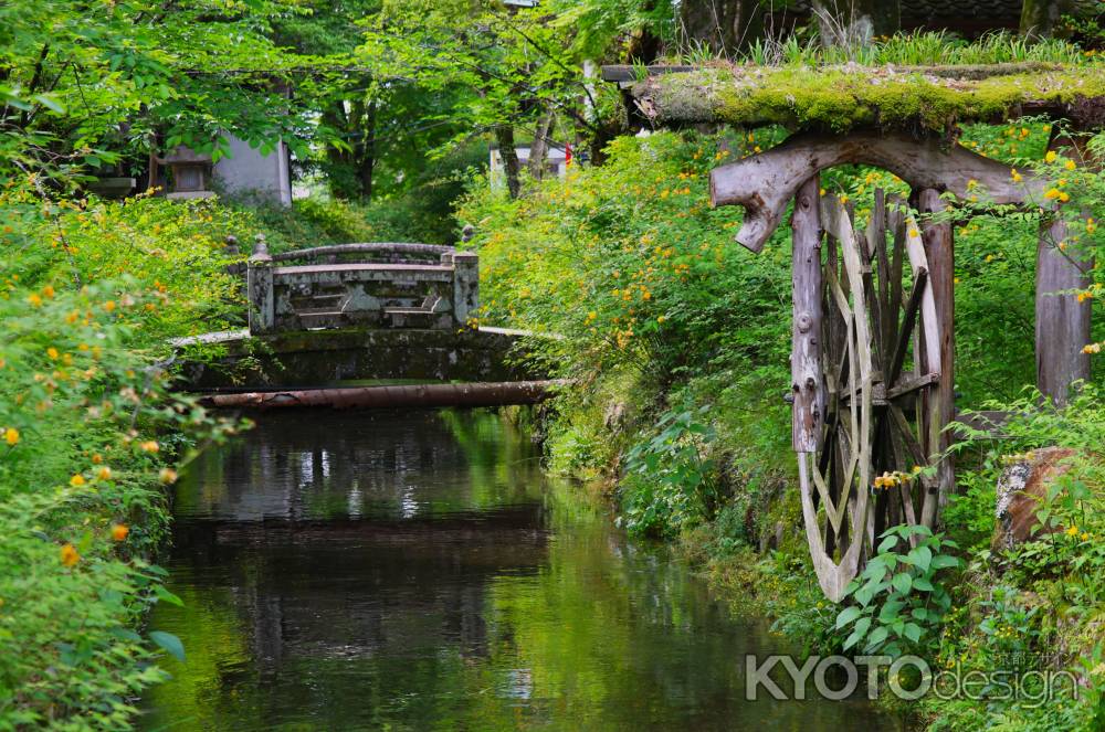 松尾大社の山吹3
