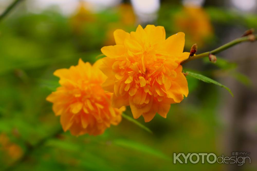 松尾大社の山吹