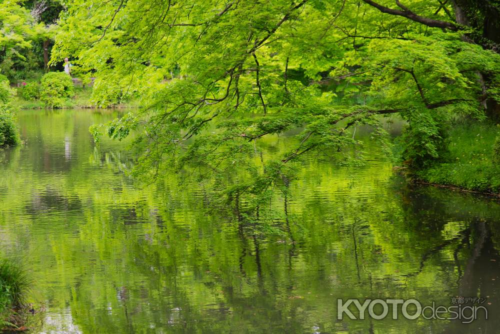 京都府立植物園 緑　