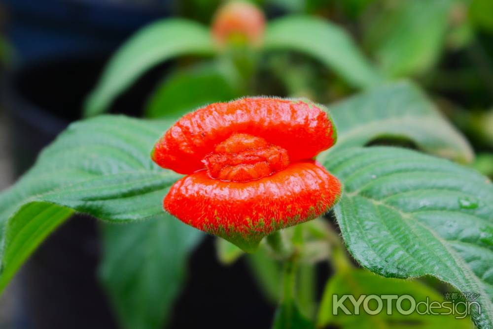 京都府立植物園　温室2