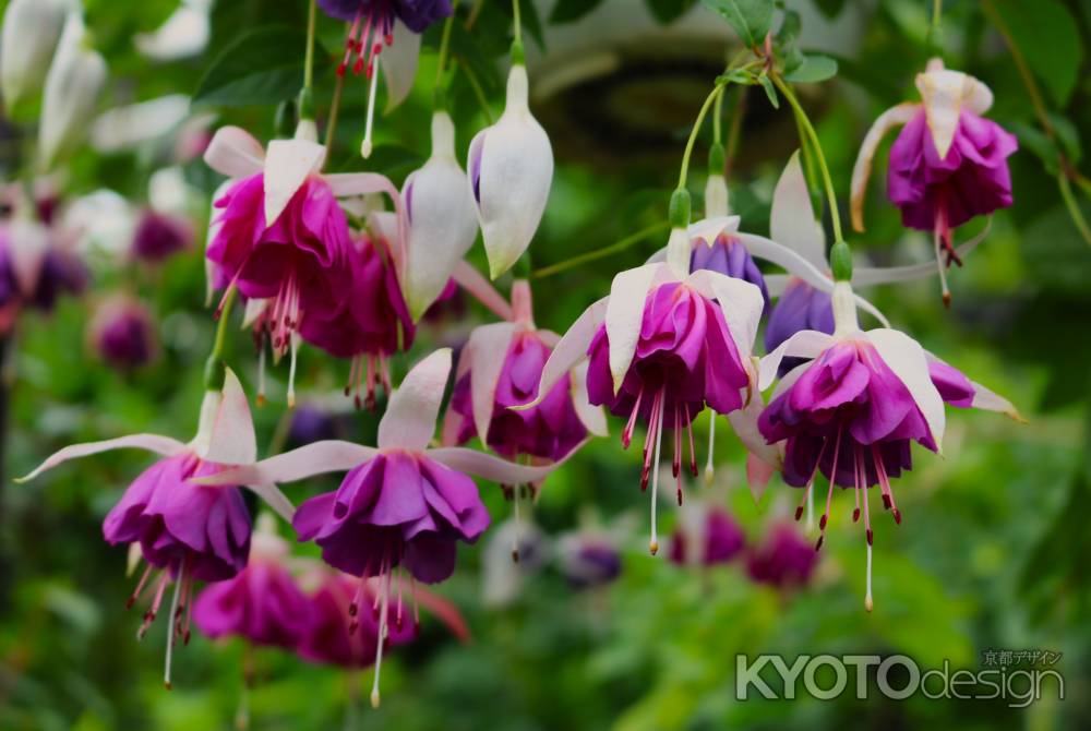 京都府立植物園　温室のフクシア3