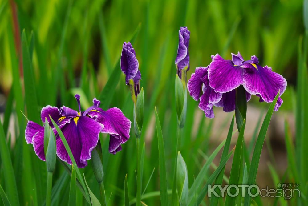 京都府立植物園　花菖蒲