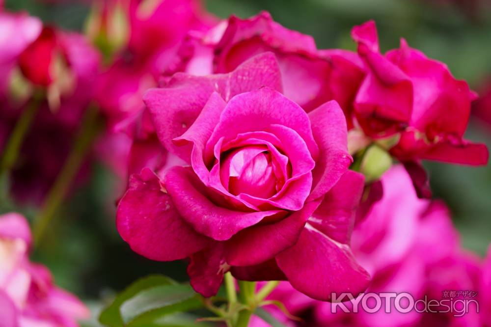 京都府立植物園　バラ4