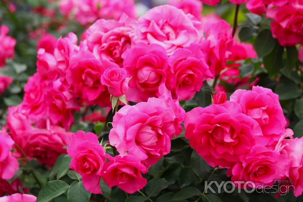 京都府立植物園　バラ2