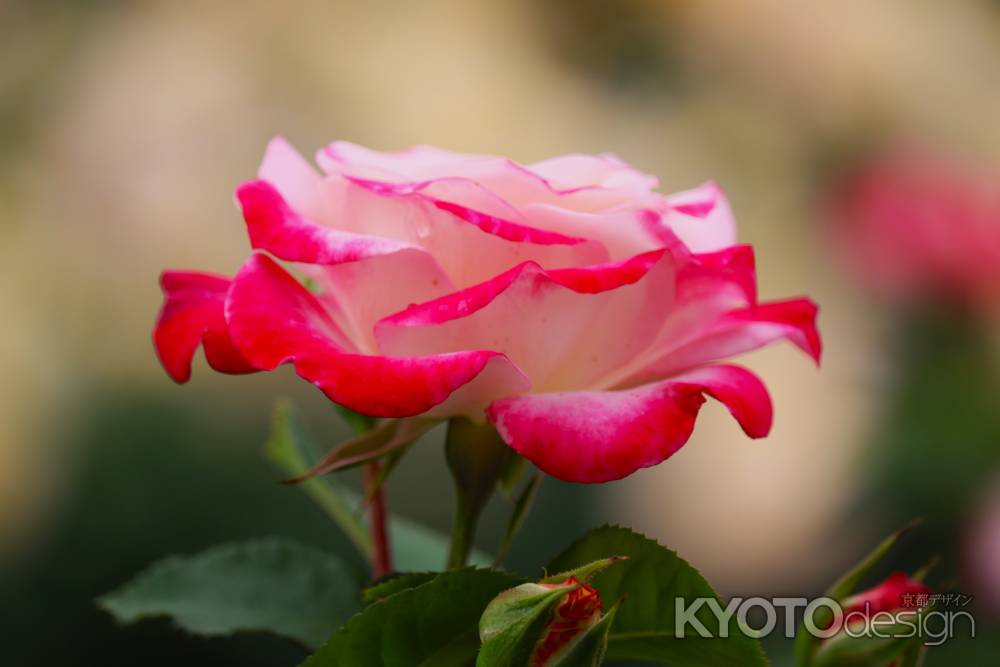 京都府立植物園　バラ3
