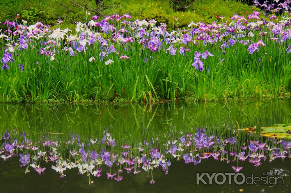 平安神宮神苑の花菖蒲1