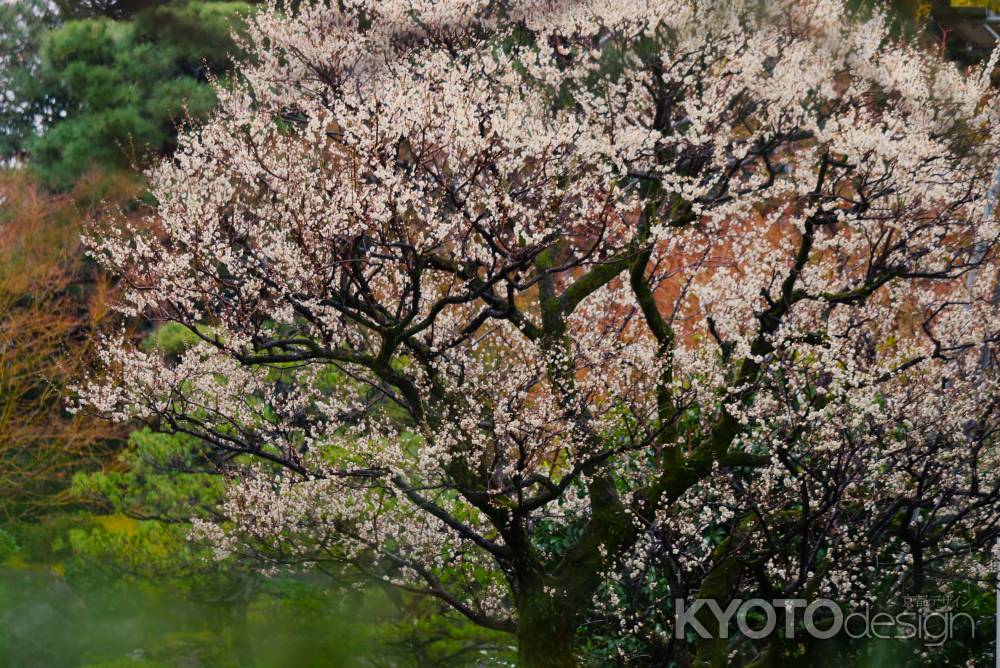 城南宮　神苑の梅