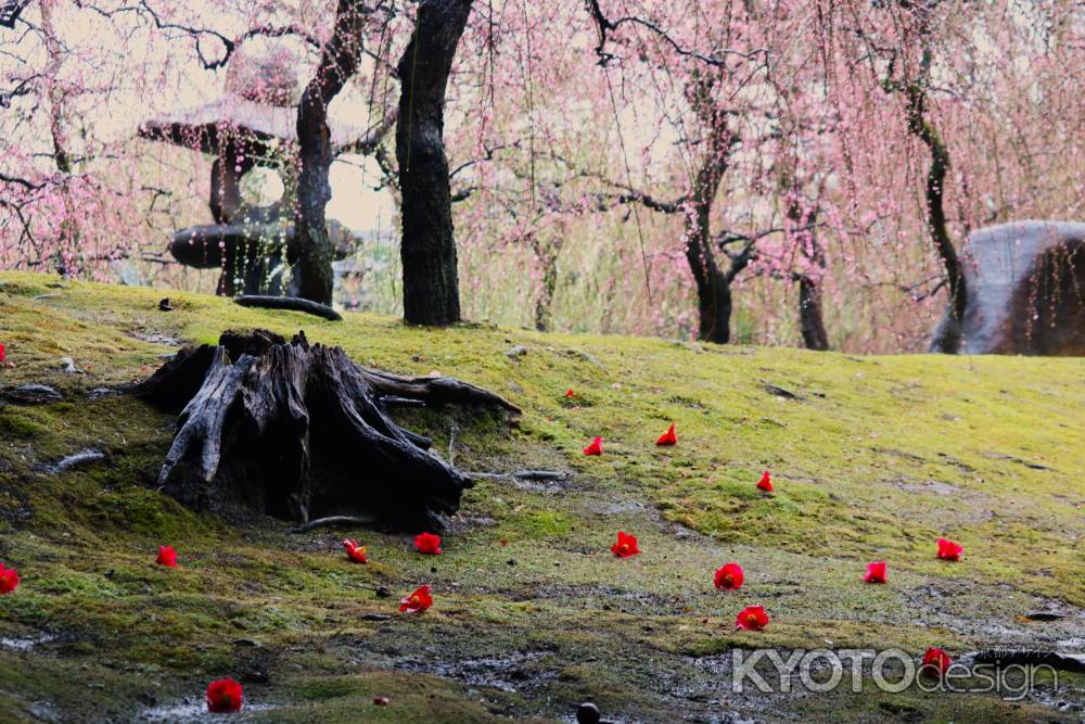 城南宮　神苑　枝垂れ梅と椿