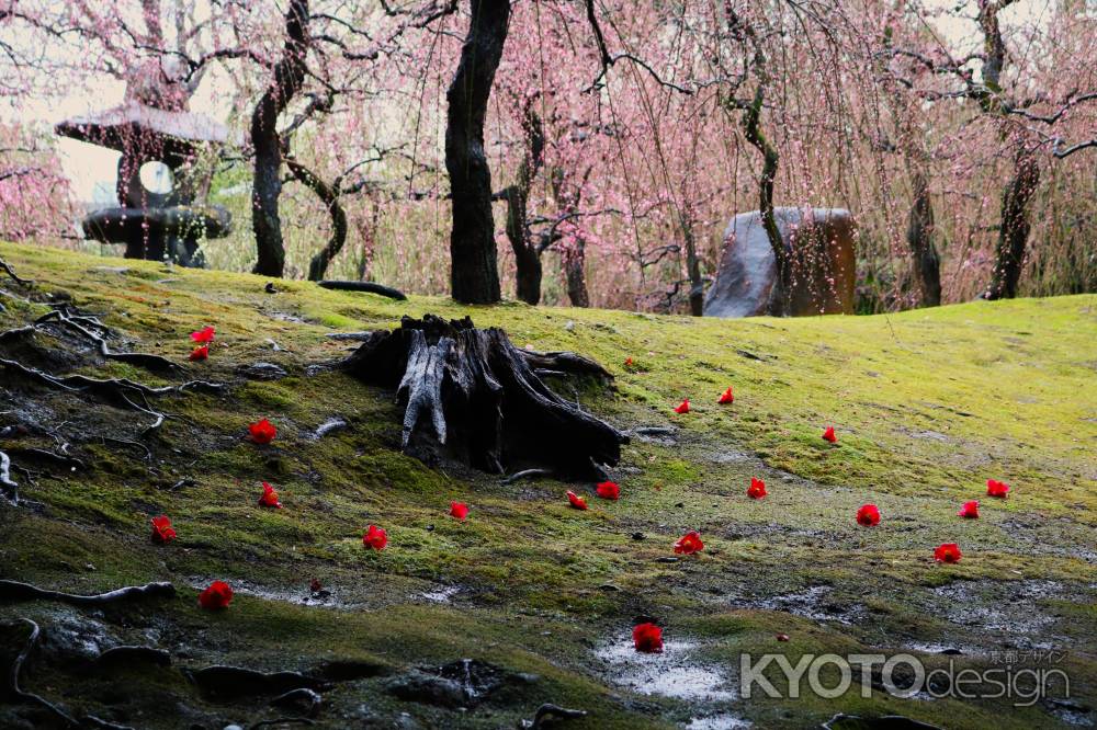 城南宮　神苑　枝垂れ梅と椿