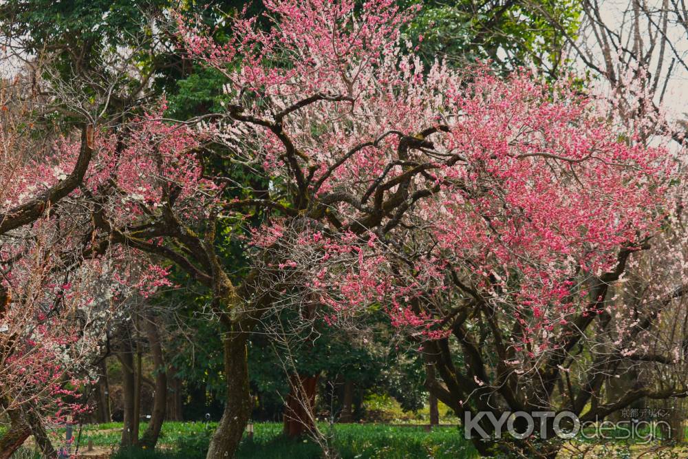 京都府立植物園　梅林