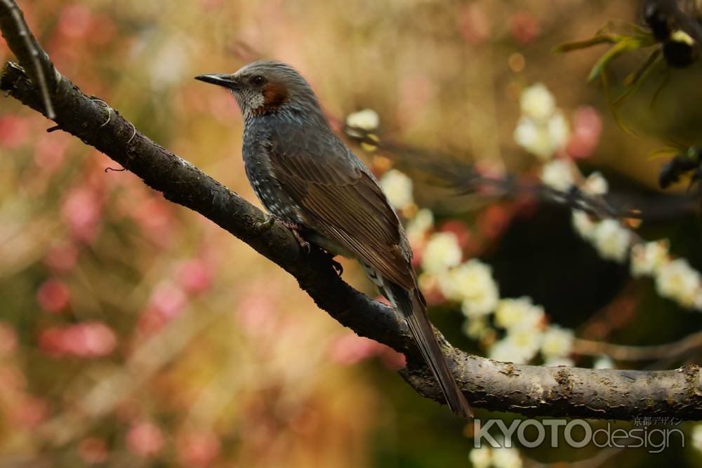 京都府立植物園　梅林とヒヨドリ