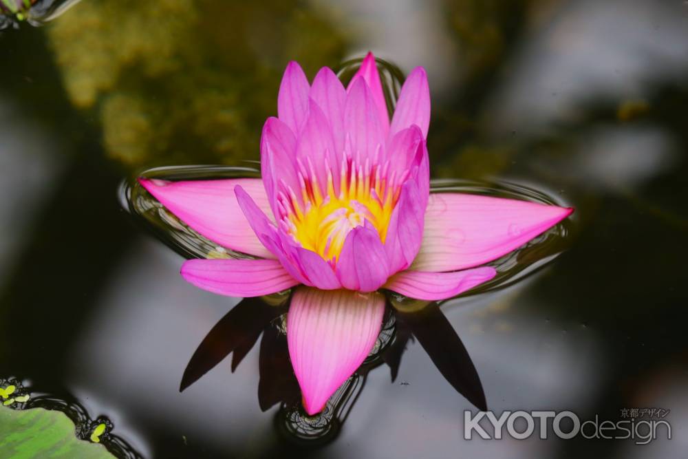 京都府立植物園　睡蓮