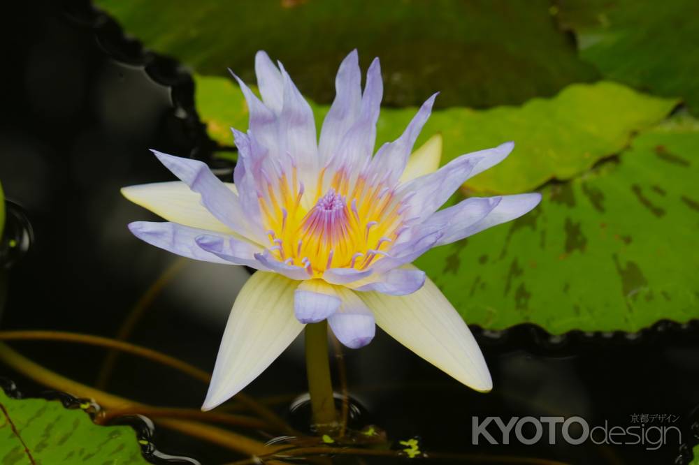 京都府立植物園　睡蓮