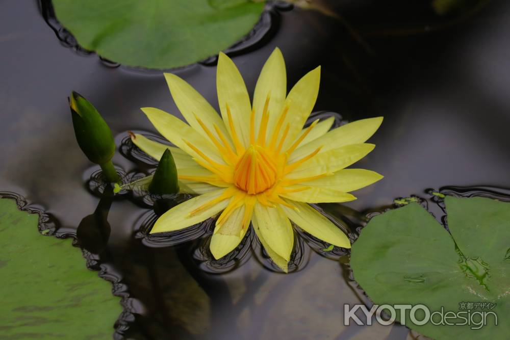 京都府立植物園　睡蓮