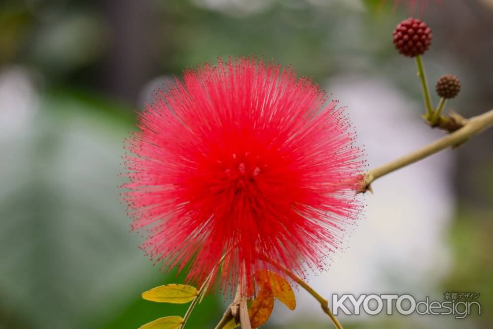 京都府立植物園　温室