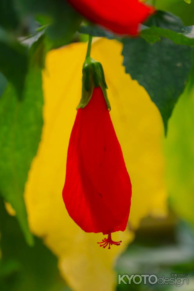 京都府立植物園　温室
