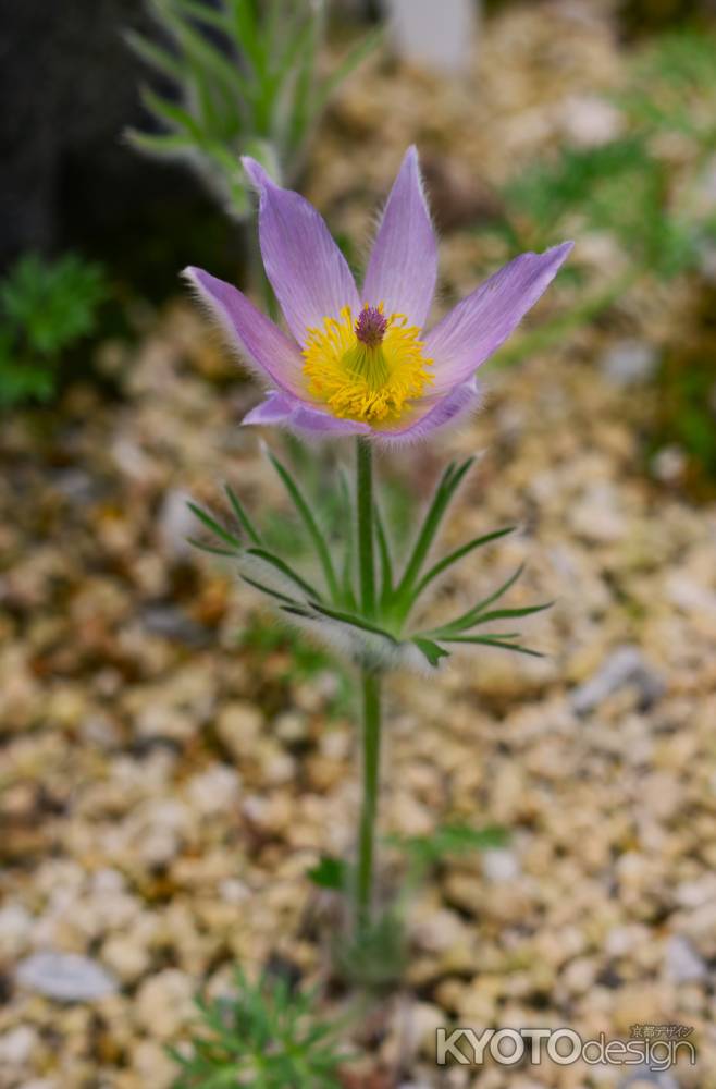 京都府立植物園　温室の高山植物