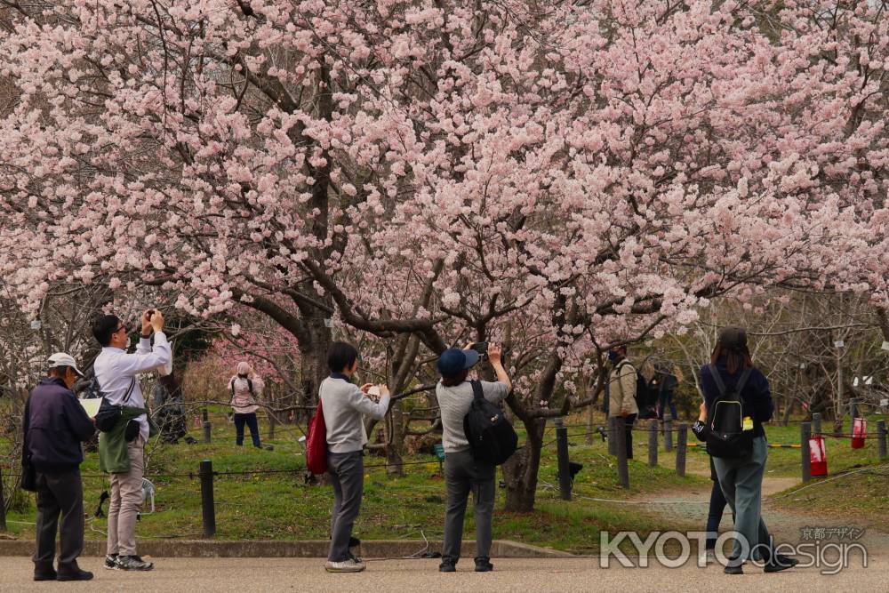 京都府立植物園　桜
